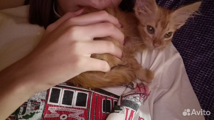 Отдам котенка в добрые руки