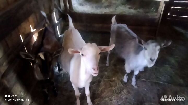 Продаются козы