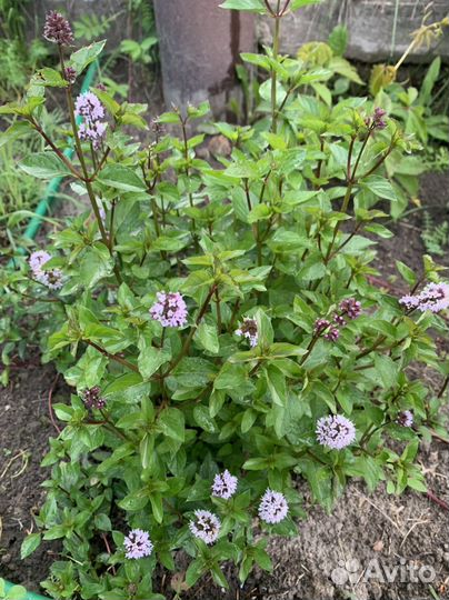 Мята сортовая