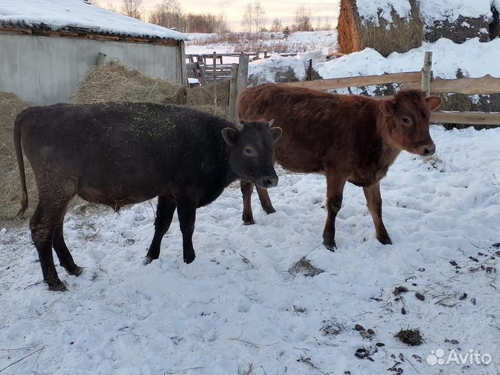 Бык и телка