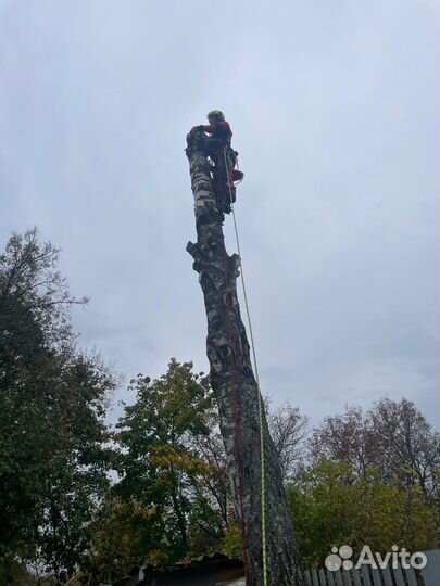 Расчистка участка,удаление деревьев