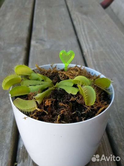 Венерина мухоловка цветок