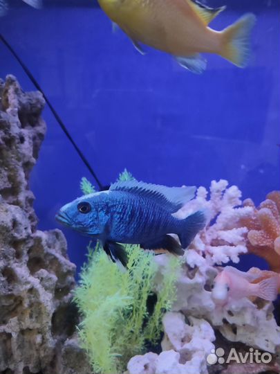 Рыбки цихлиды