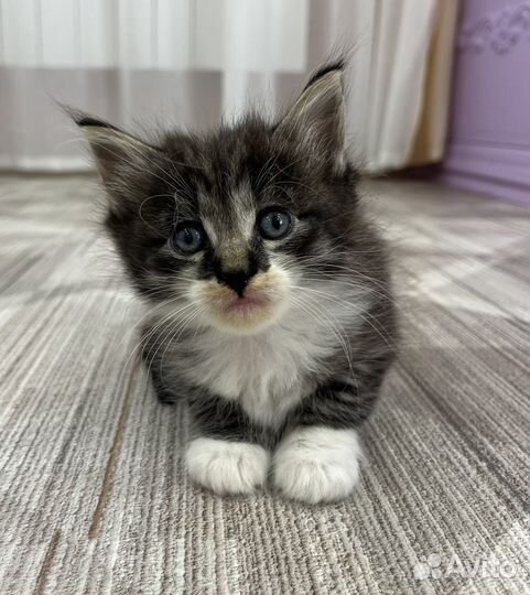 Котята мейн-кун