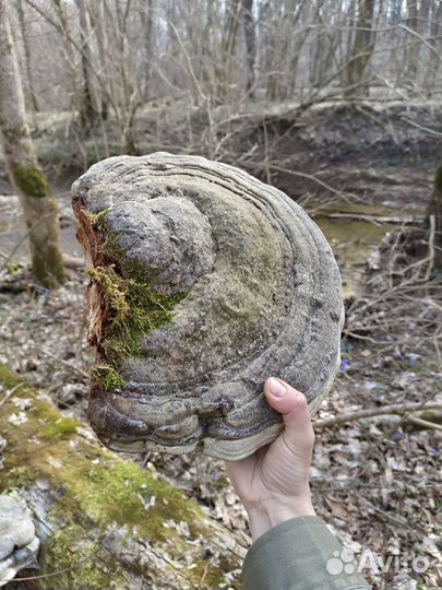 Трутовик большой гриб нарост на дереве