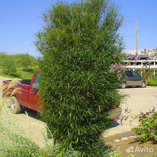 Крушина ломкая Рон Уильямс (1 саженец в горшке 15