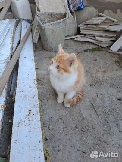 Котенок и кошка в добрые руки