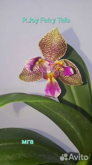 Орхидея фаленопсис