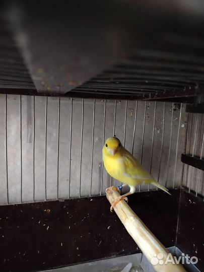 Кенара и канарейки