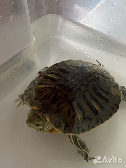 Красноухая черепаха