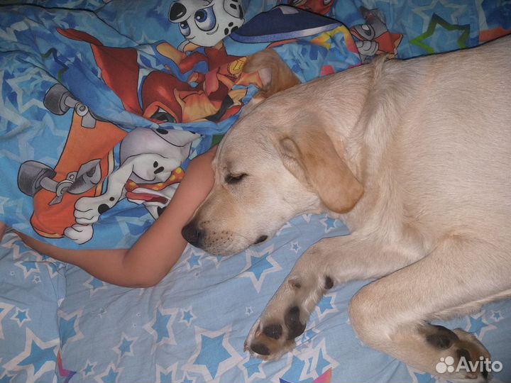 Лабрадор (вязка)