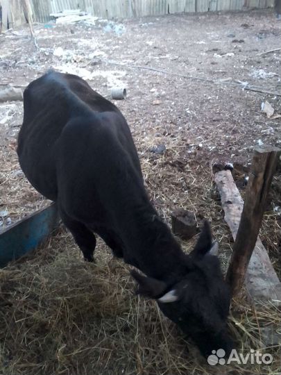 Бычок 9 месячный