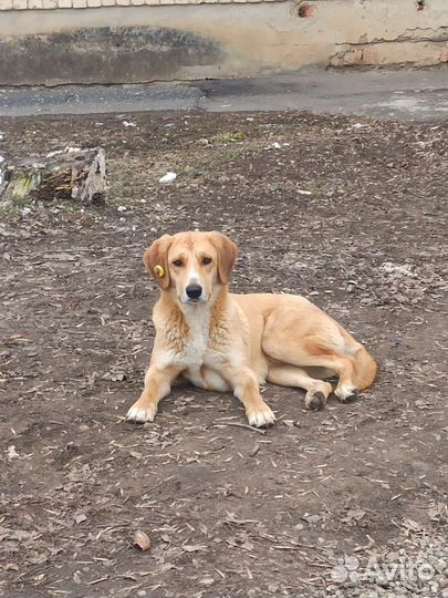 Отдаётся охотничья собака в добрые руки