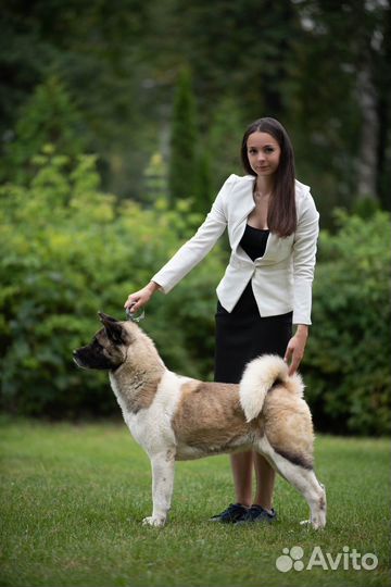 Профессиональный хендлер, фитнес-тренинг