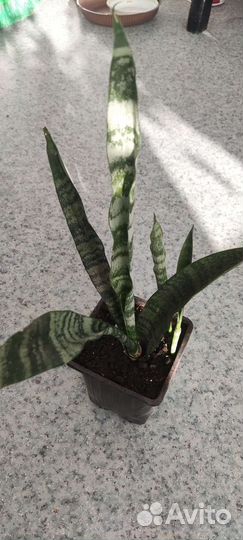 Сансенверия или Тещин язык