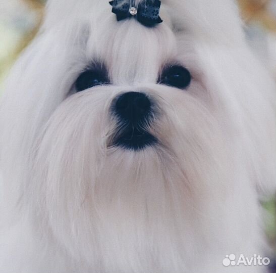 Мальтезе кобель для вязки