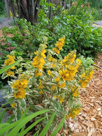 Вербейник Александр