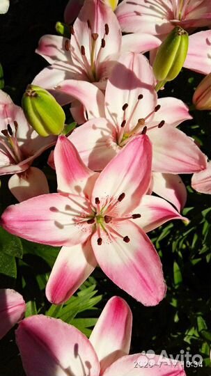 Луковицы лилий