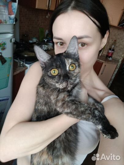 Британски девочки в хорошие руки