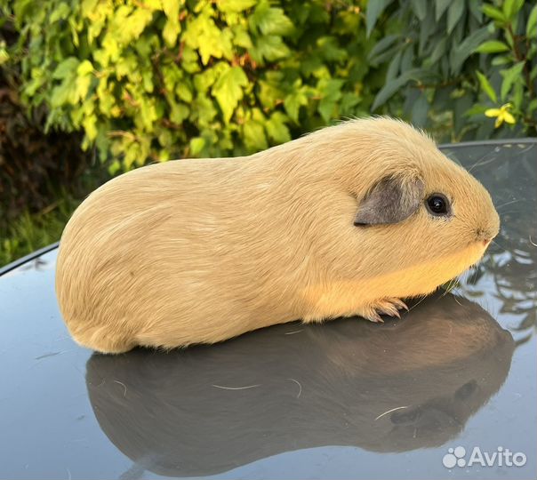 Морская свинка английский селф мальчик