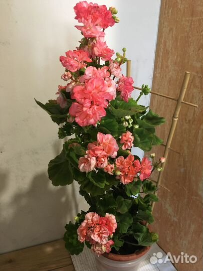 Герань экзот или Денис 2