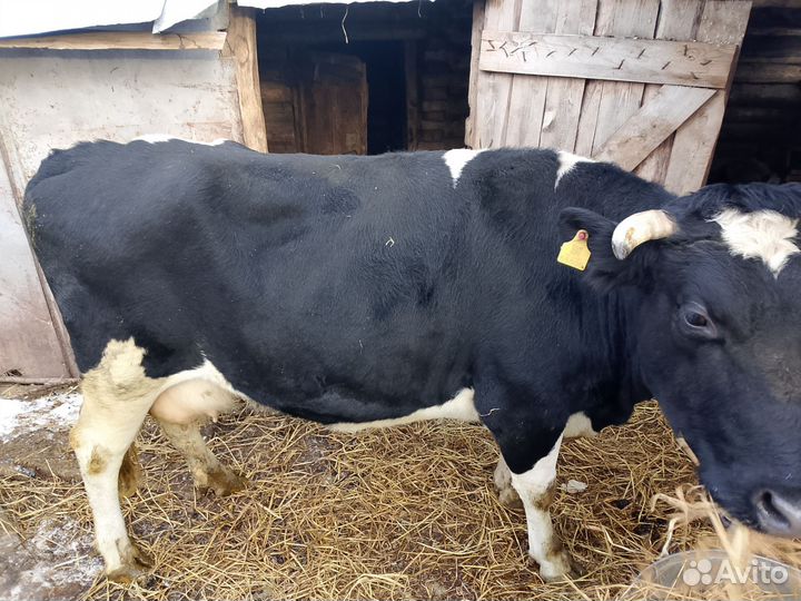 Корова стельная дойная