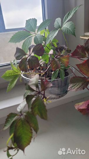 Девичий виноград