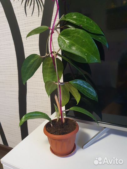 Хойя локки, бэлла и макрофилла