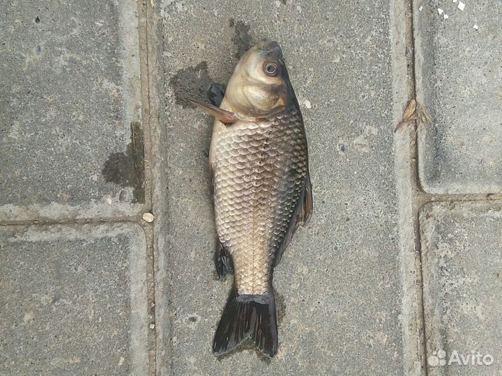 Карась живец