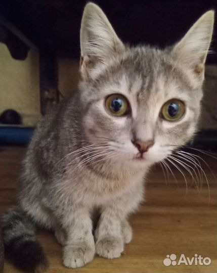 Котенок в дар