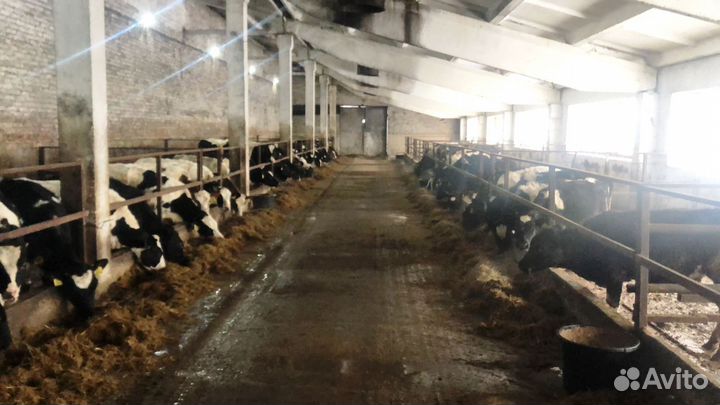 Продается ферма в Рязанской области 825 гектар