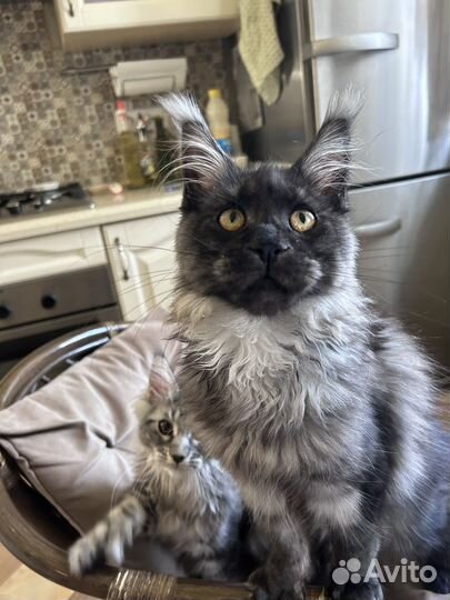 Котенок мейн кун