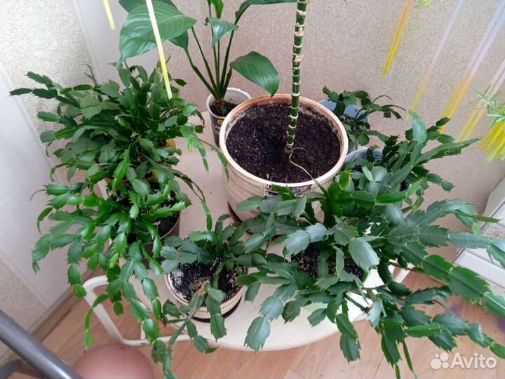 Продам цветы комнатные. В наличие много других