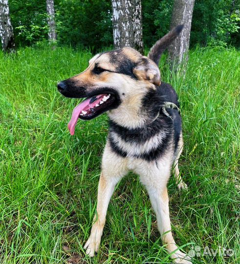 Собака из приюта ищет дом