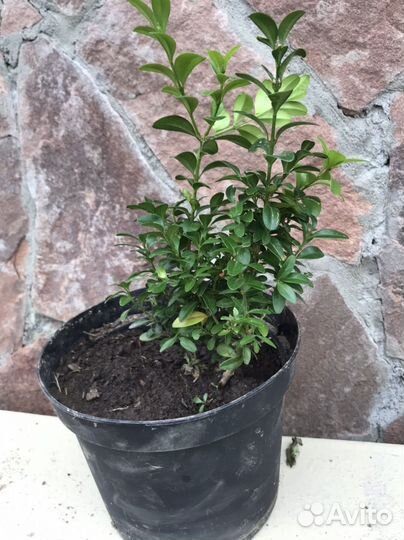 Саженцы самшита