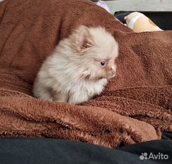 Померанский шпиц