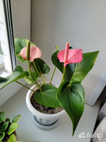 Антуриум красный и розовый