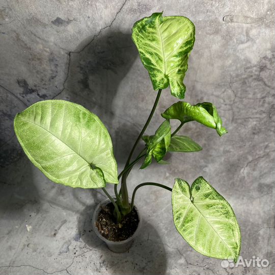 Сингониум разные виды