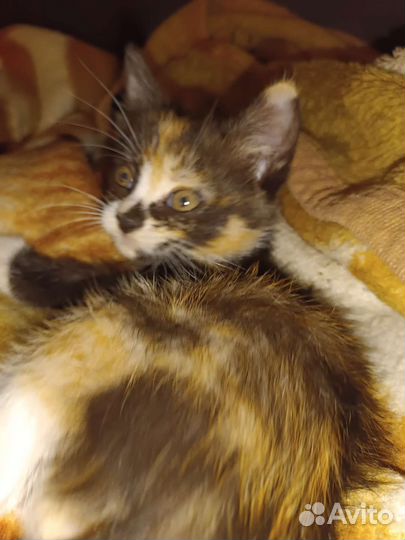 Кошка в дар