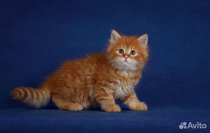 Сибирский котенок рыжий от чемпионов мира