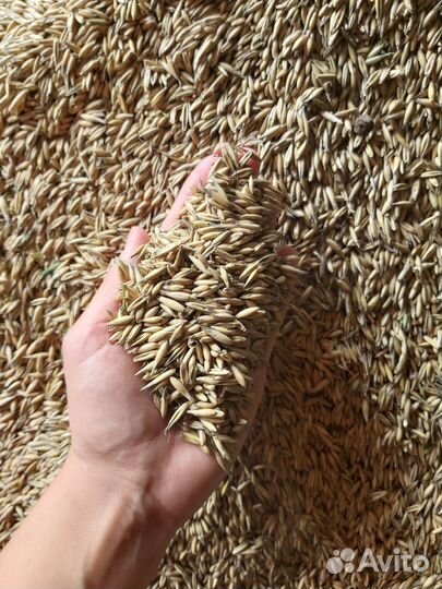 Зерно (овёс, ячмень, пшеница)