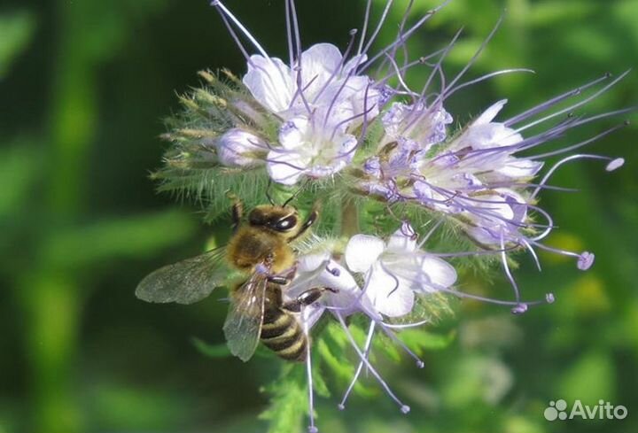 2023 года Мёд из Алтая опт