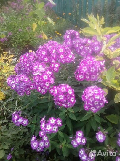 Многолетники разные, почвопокровные