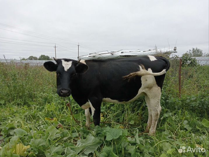 Телка 1.5 года