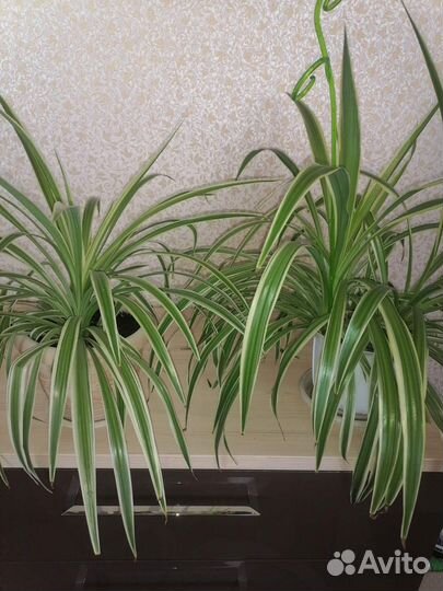 Хлорофитум