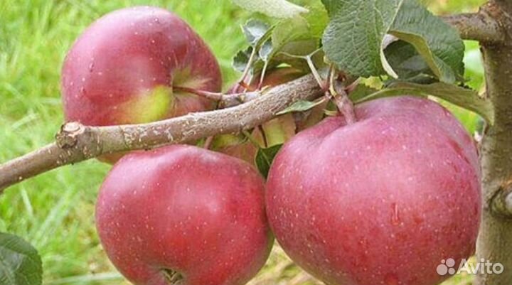 Саженцы яблони Антей