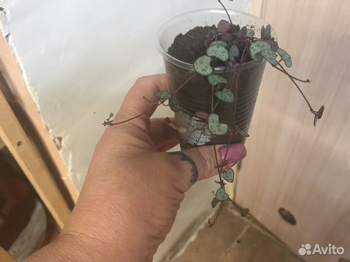 Комнатные цветы