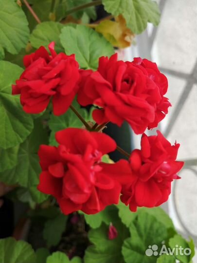 Герань,фиалки,спатифилиум(женское счастье),толстян