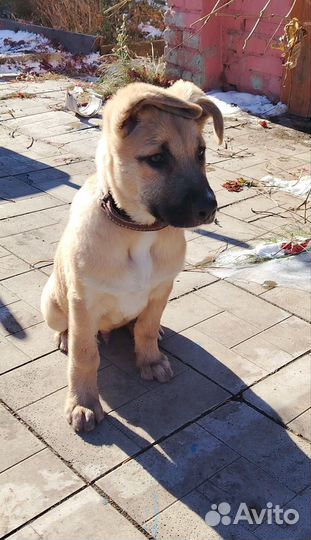 Шерлок 3,5 месяца с доставкой