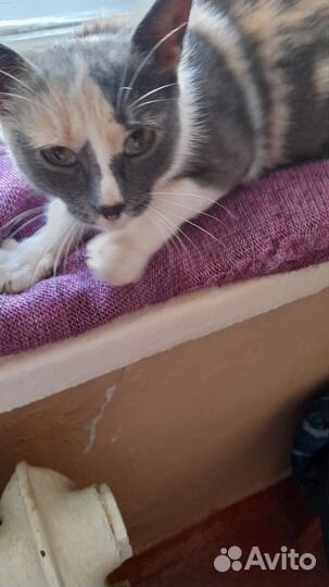 Девочка потеряшка